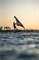Крыло Wing Neilpryde 25 FLY III PRO - фото 61301